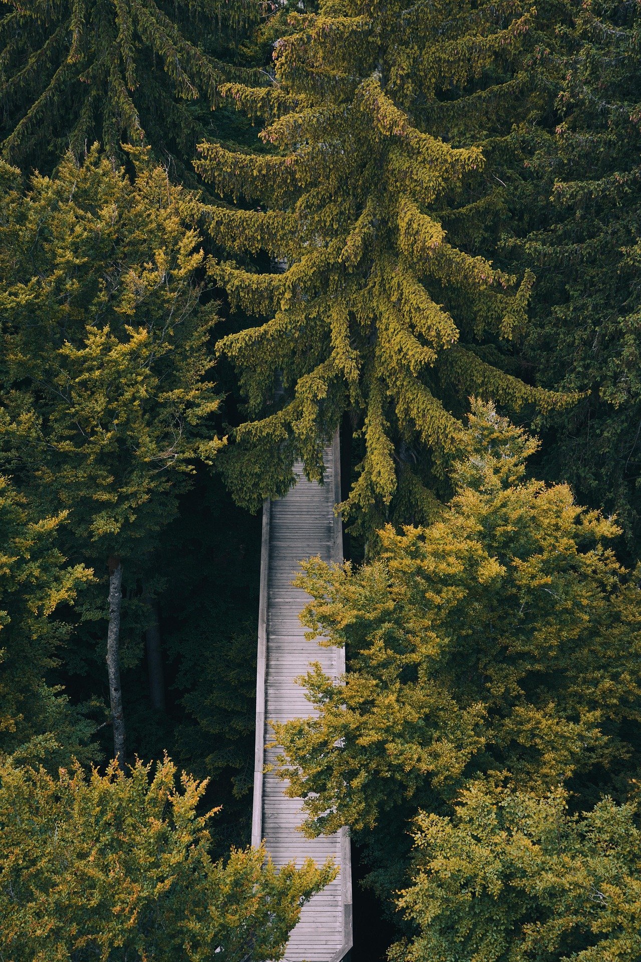 Forest Bridge